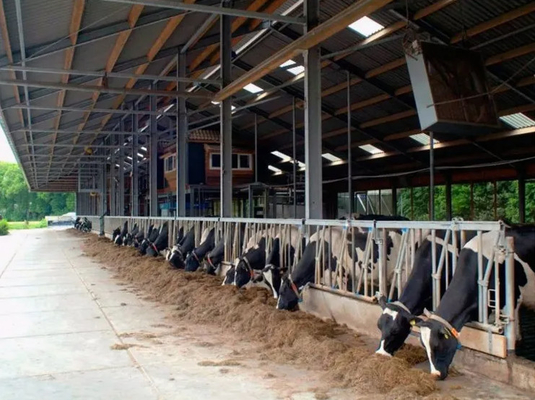 Buy Prefabricated Light Steel Structure Dairy Cow Cattle Farm Shed Cow Shed online manufacture
