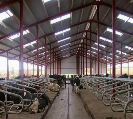 comprar Estructura moderna de acero, cobertizo metálico para ganado lechero, nave de acero online manufacture