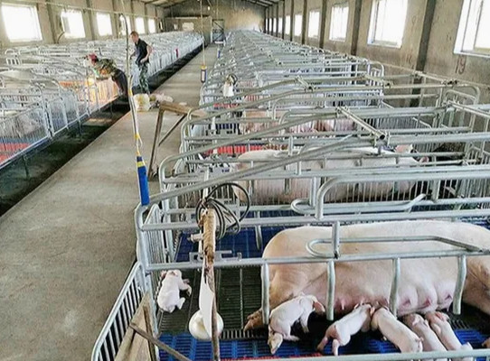ซื้อ ประสิทธิภาพและความยั่งยืนในการเลี้ยงหมู อาคารแบบจําลองที่ทําขึ้นก่อนสําหรับฟาร์มที่ทันสมัย online manufacture