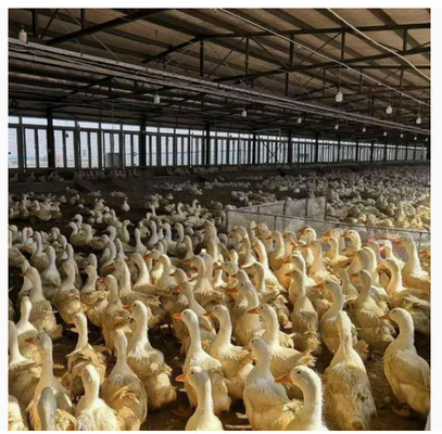 comprar Estructura de acero económica y práctica Granero de ganado Granero de gallinas Granero de patos online manufacture