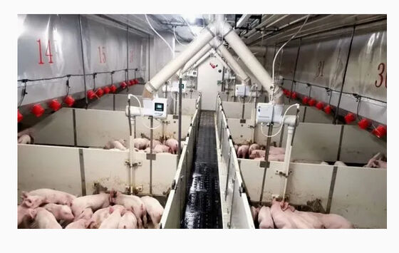 kopen Moderne varkensboerderij staalgebouw/ pluimveehuis online vervaardiging