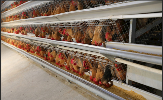 Buy Stable And Durable Prefabricated Steel Structure Poultry Farm Building online manufacture