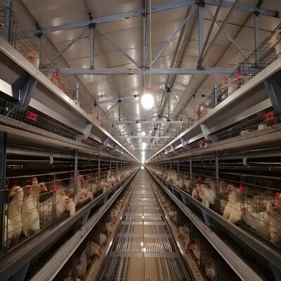 comprare Alte qualità di pollame allevamenti di polli fabbricazione online