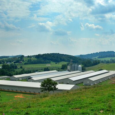 Buy Broiler Chicken Farming House Tunnel Ventilation Automatic Climate Control System online manufacture