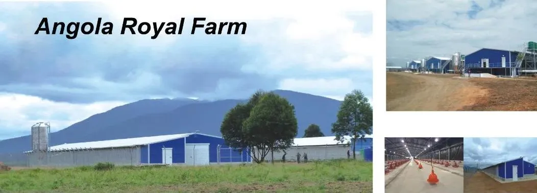 Type H Laying Hens Breeding Chicken Automatic Equipment 5