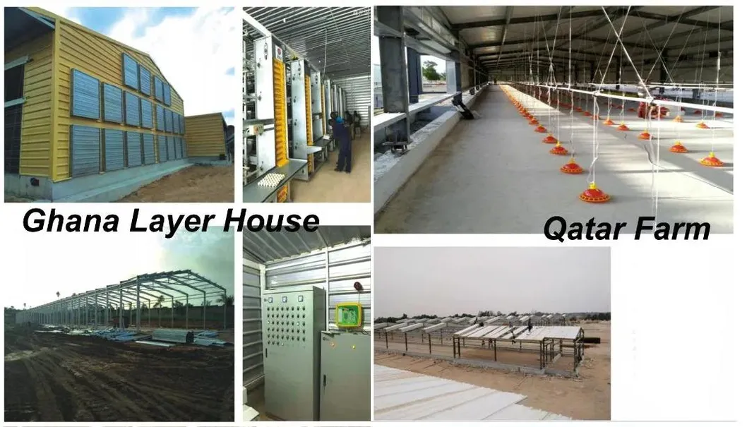 Type H Laying Hens Breeding Chicken Automatic Equipment 6