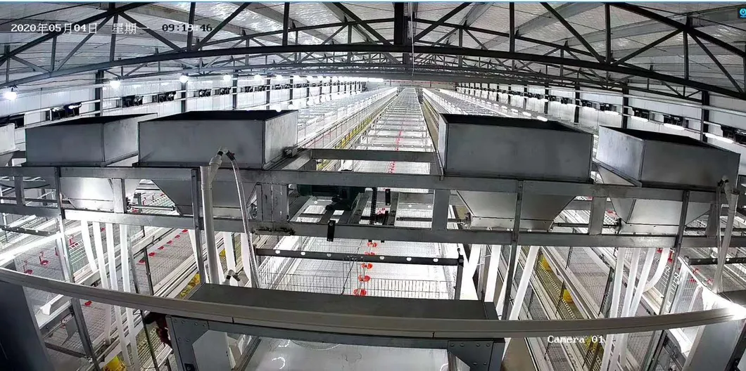 Automatic Metal Cage Steel Structure Broiler Chicken Poultry House 3