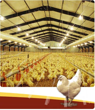 Automatic Steel Structure Peb Customized Poultry Chicken Farming Shed 2