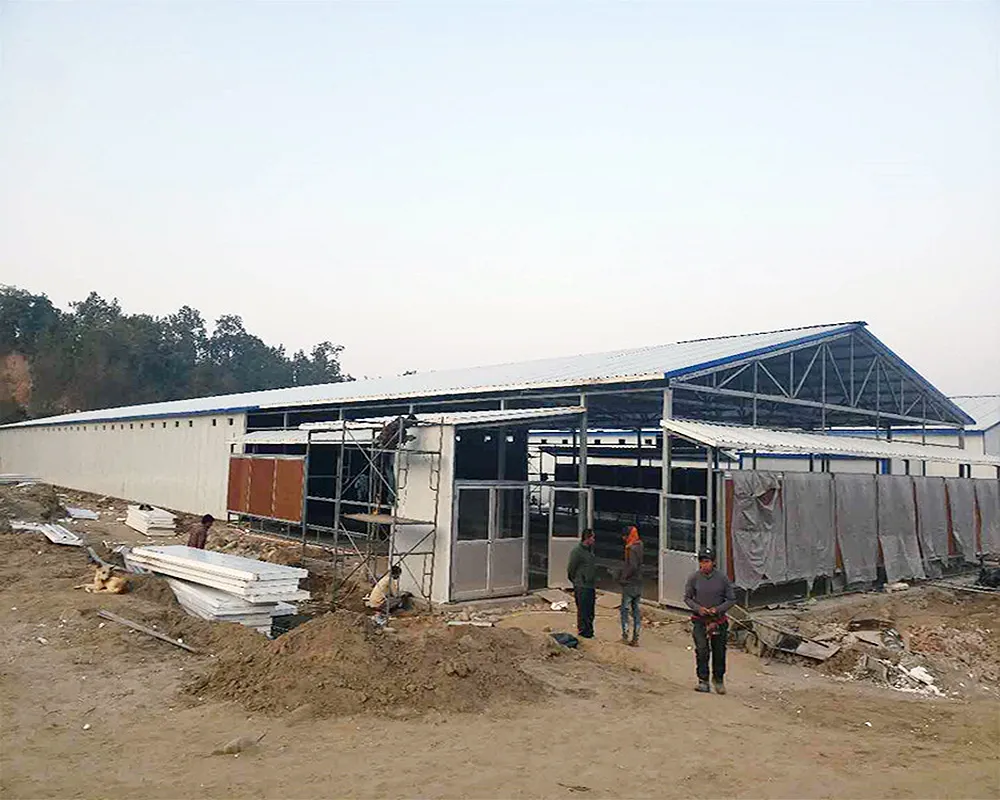 Automatic Steel Structure Peb Customized Poultry Chicken Farming Shed 3