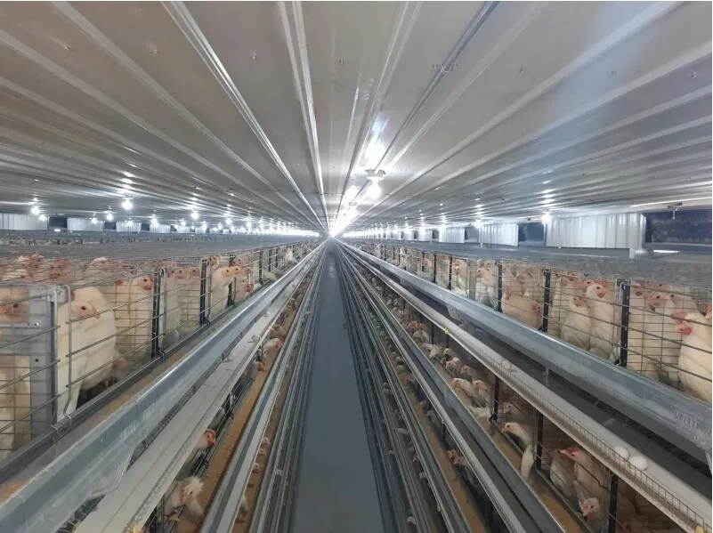 Automatic Steel Structure Peb Customized Poultry Chicken Farming Shed 4