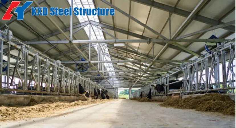 Environmental Prefab Light Metal Steel Structure Milk Dairy Cattle Cow  Stable House Shed Farm Building 15