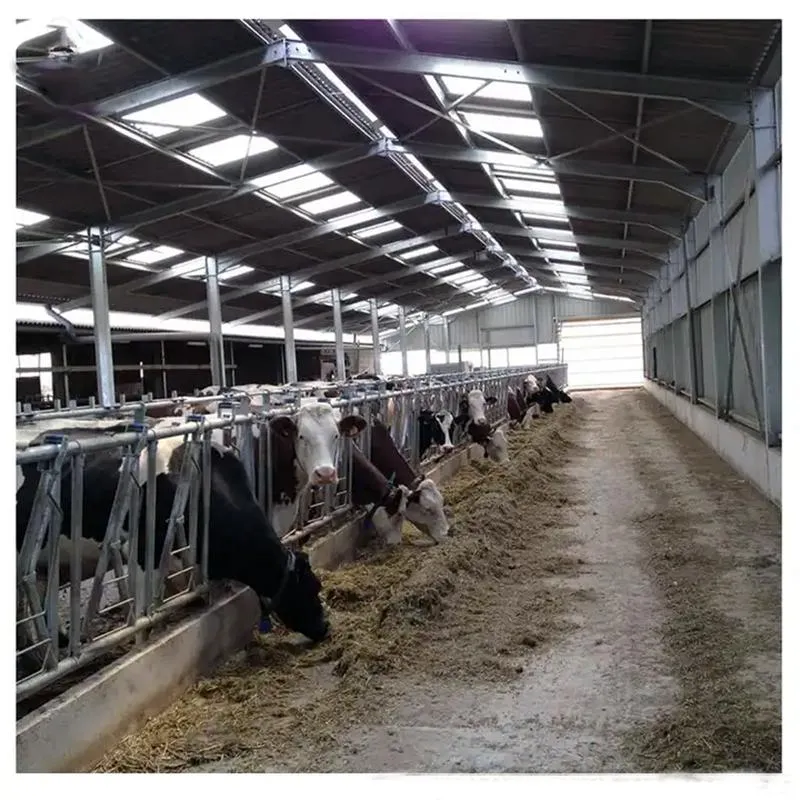 Prefabricated Light Steel Structure Dairy Cow Cattle Farm Shed Cow Shed 4