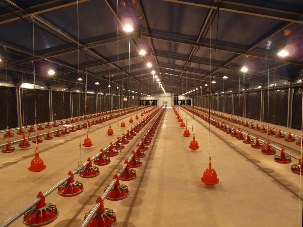 Hot Dip Galvanized Metal Steel Broiler Layer Poultry House With Automatic Brooding Equipment 2