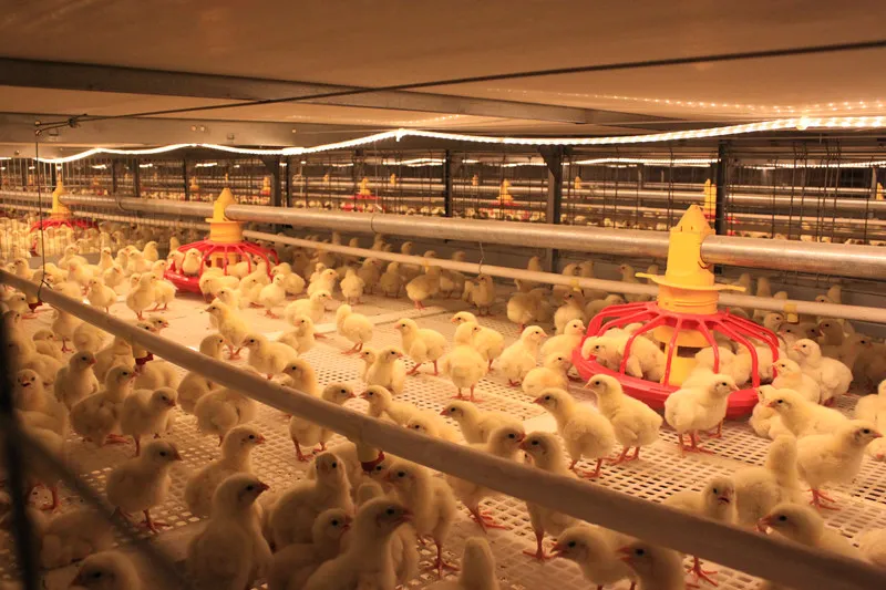 Hot Dip Galvanized Metal Steel Broiler Layer Poultry House With Automatic Brooding Equipment 8