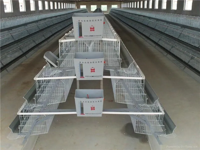 Hot Dip Galvanized Metal Steel Broiler Layer Poultry House With Automatic Brooding Equipment 9