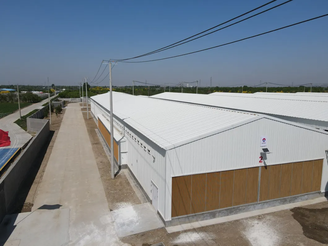 Hot Dip Galvanized Metal Steel Broiler Layer Poultry House With Automatic Brooding Equipment 10