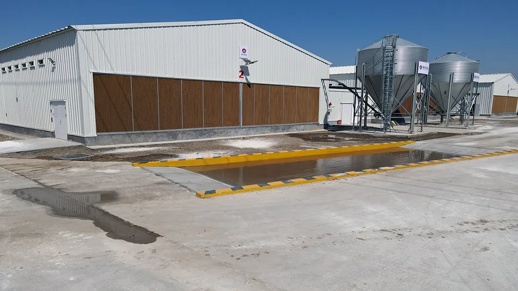Hot Dip Galvanized Metal Steel Broiler Layer Poultry House With Automatic Brooding Equipment 12