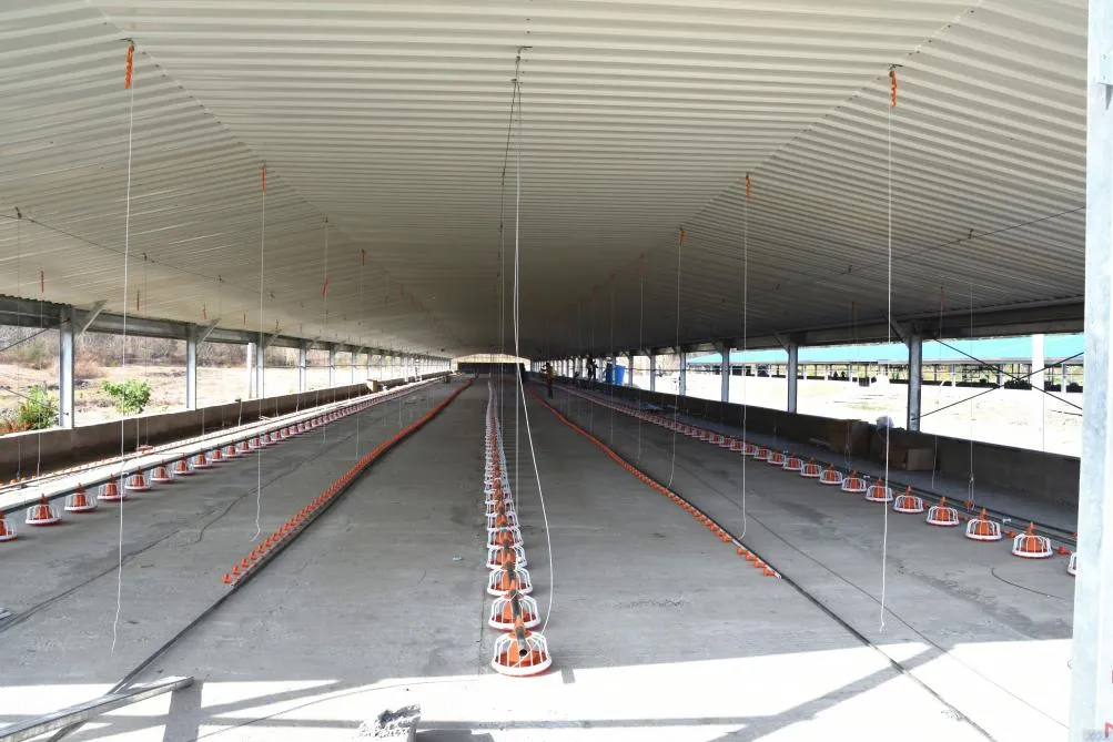 Hot Dip Galvanized Metal Steel Broiler Layer Poultry House With Automatic Brooding Equipment 14
