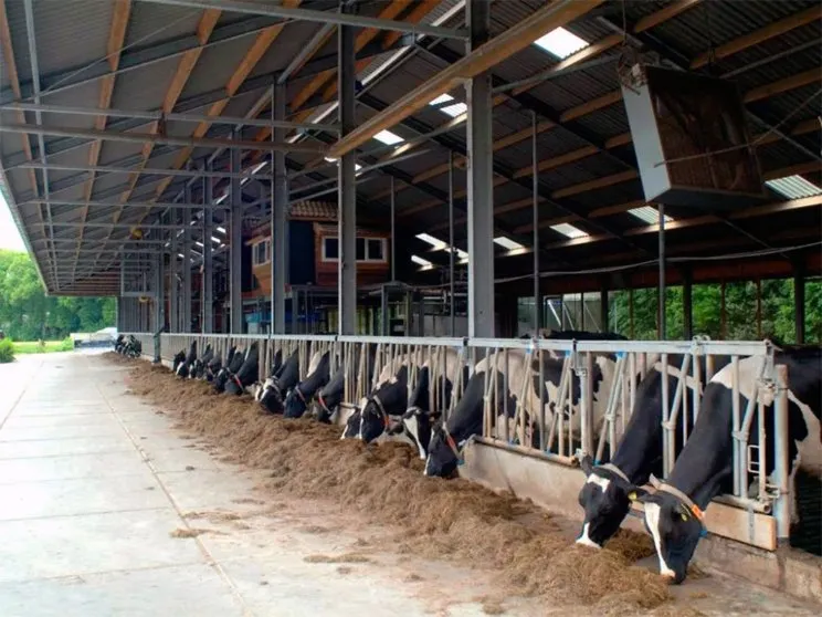 Modern Steel Structure Metal Dairy Farming Cow House Steel Shed 0