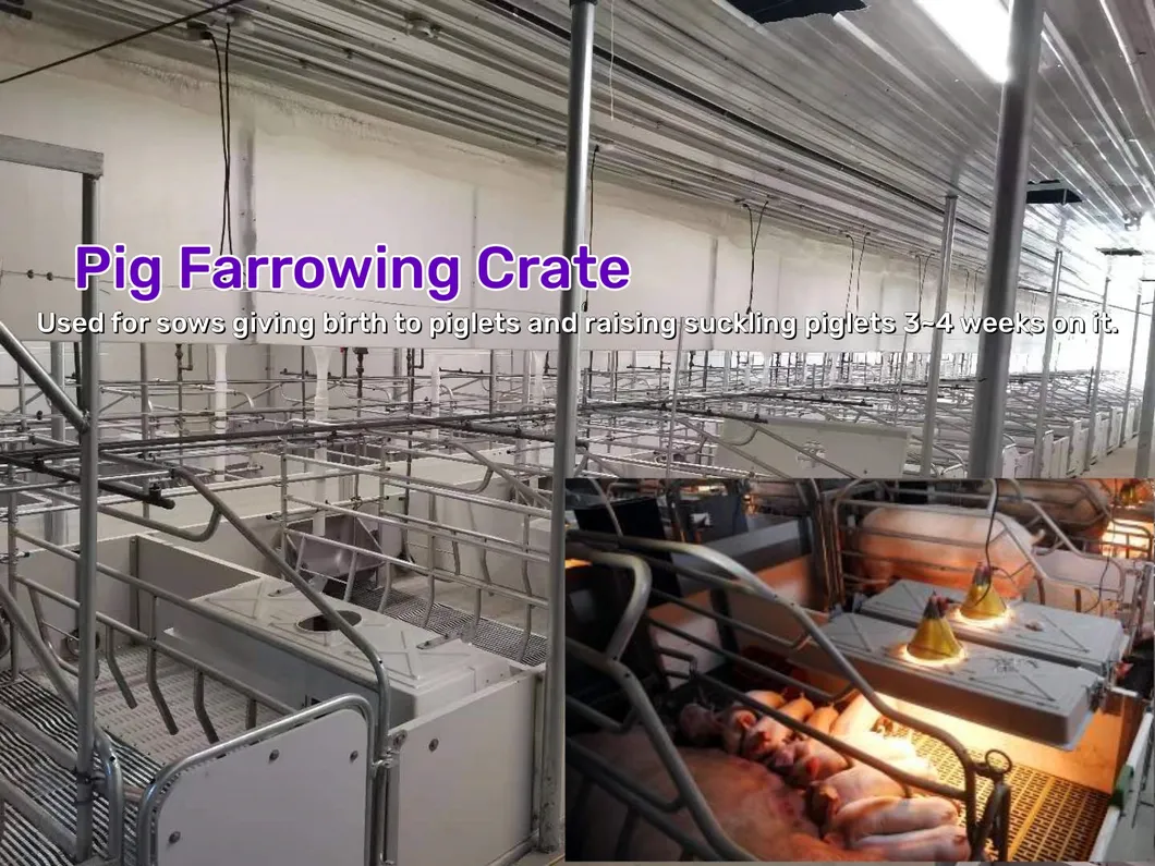 Modern Pig Farm Steel Building/ Poultry House 0