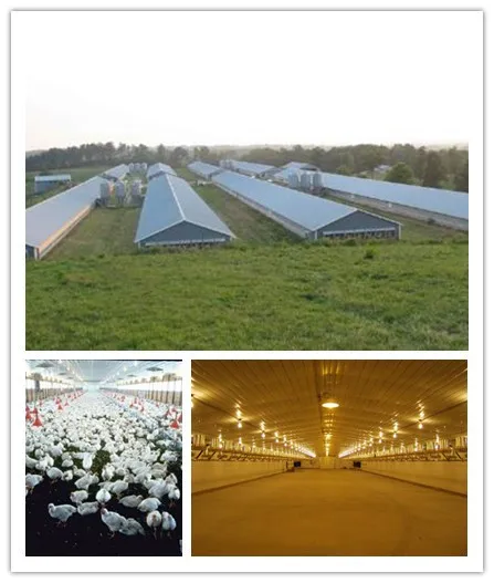 Insulation Panel Prefab Steel Structure Metal Breeding Poultry Chicken House 6