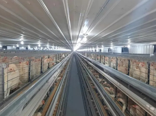Metal Poultry Breeding Base Pre Engineered Metal Building